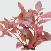 Papukaijalehti 'Cardinalis Kirjava' Vitro akvaariossa, kirkkaanpunaiset ja vihreät lehdet tuovat värikästä kontrastia ja elävyyttä vedenalaiseen maisemaan.